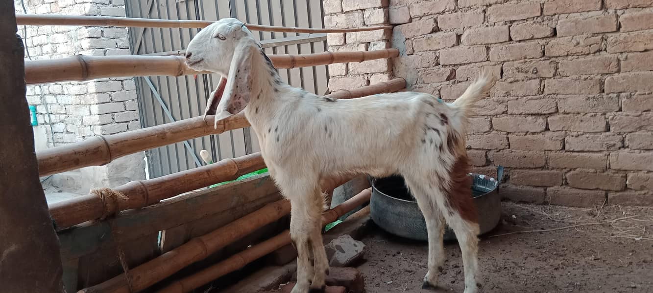 پالنے کیلئے نسلی بچے ۔ بکریاں موجود ہیں 8