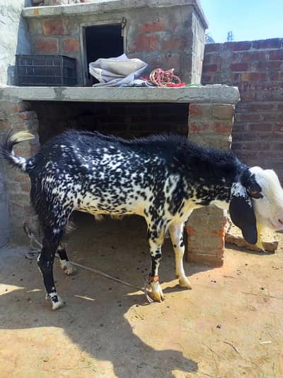 makhi cheena bakra double hadi body structure healthy and active