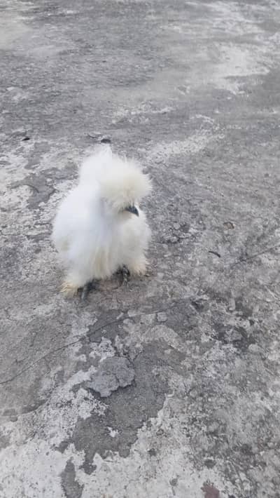 White Silkie Female and Buff Frizzle Polish Pair for sale