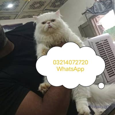 Piki Face  Stud Male | Peki | Peke | Stud |  matting| Persian