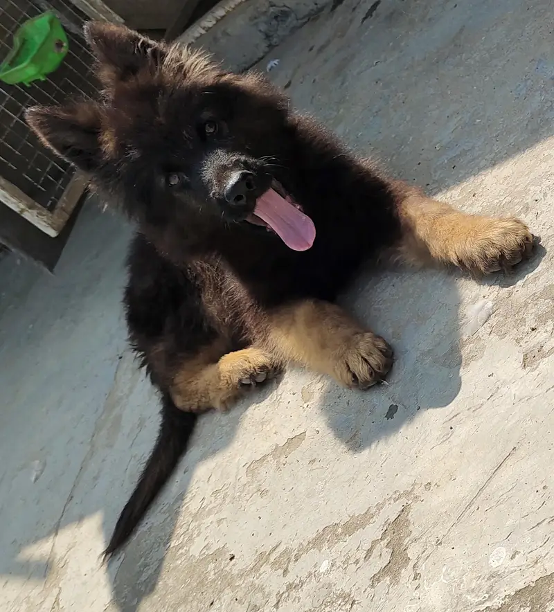 German shepherd puppy |  triple coat long hair | GSD puppy | — photo 7