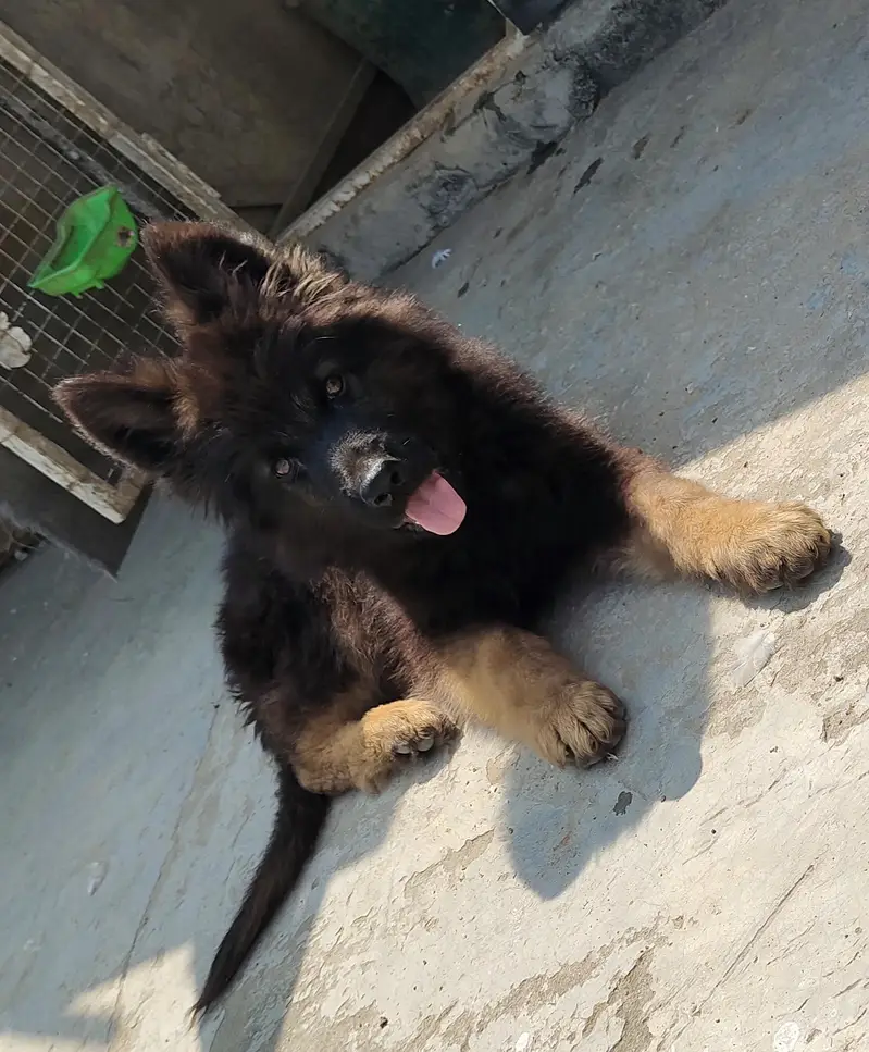 German shepherd puppy |  triple coat long hair | GSD puppy | — photo 2