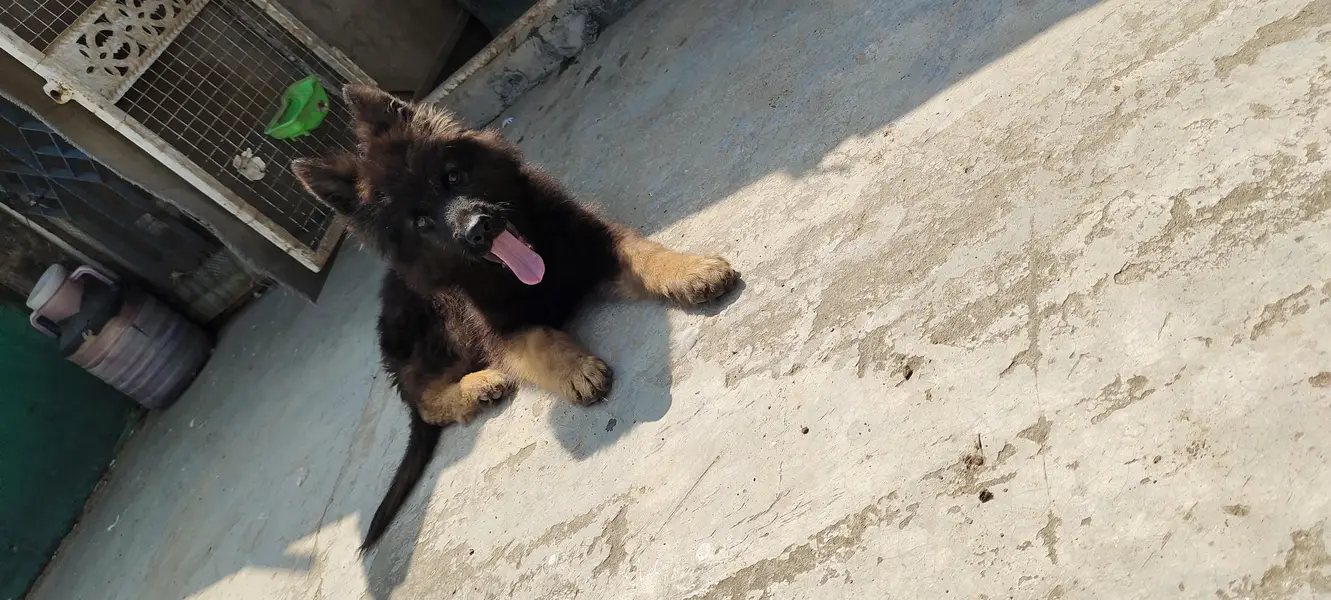 German shepherd puppy |  triple coat long hair | GSD puppy | — photo 3