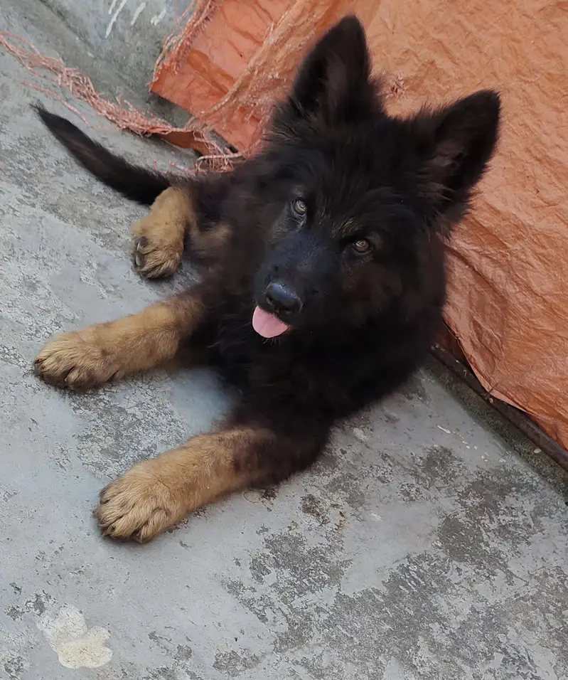 German shepherd puppy |  triple coat long hair | GSD puppy | — photo 4