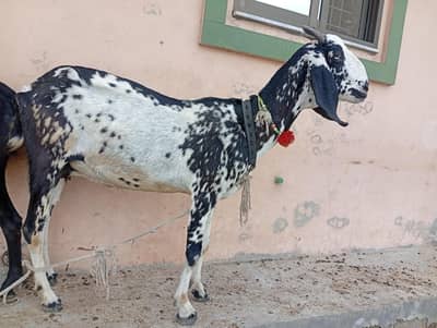 makhi chini bakri 4 Dante