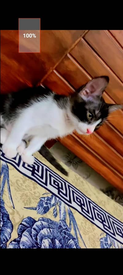 friendly cat