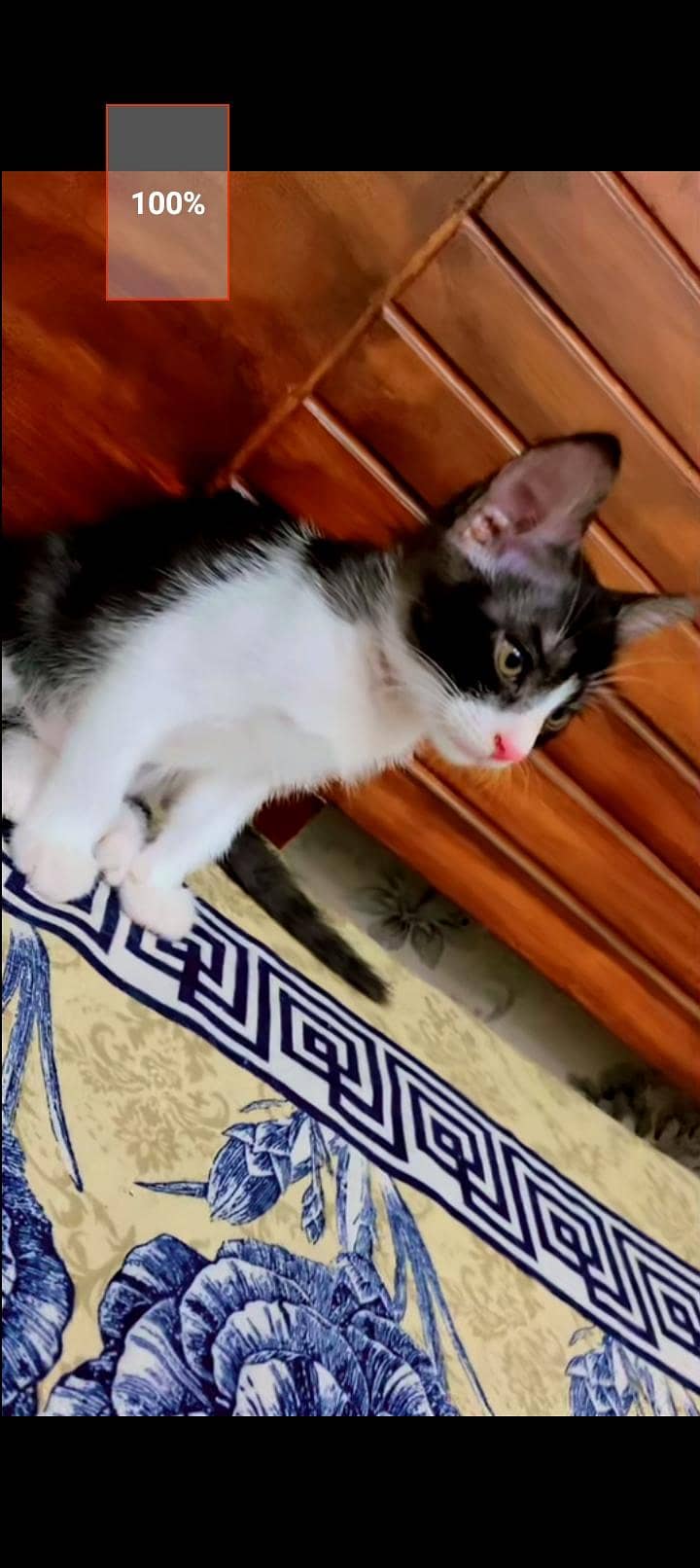friendly cat 0