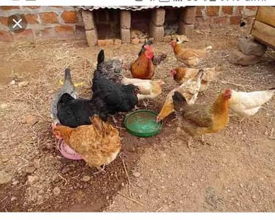 Egg laying desi murgian