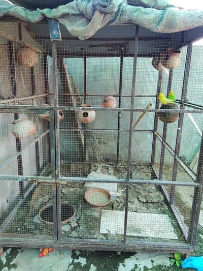 Birds cage