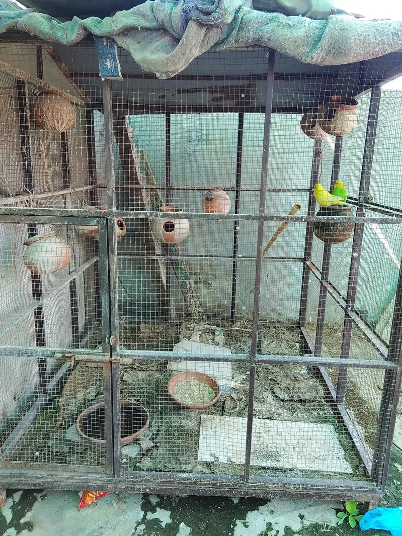 Birds cage