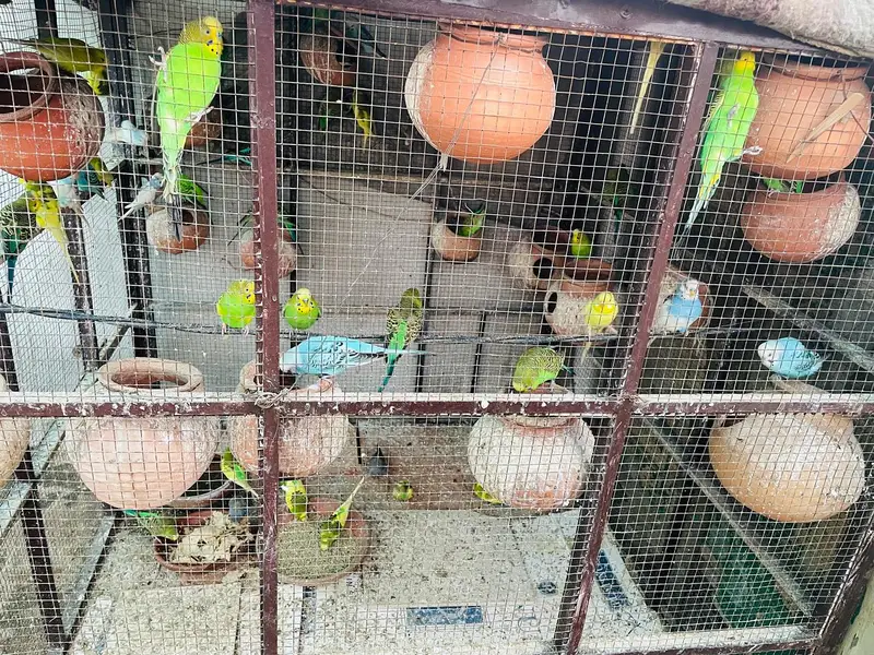 Birds cage — photo 2
