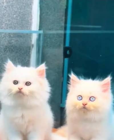Persian Female kitten for sale 03262468312 Whatsapp