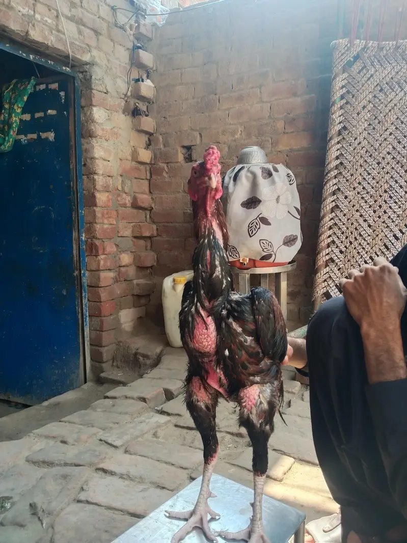 aseel morga / aseel hen / aseel morgi — photo 2