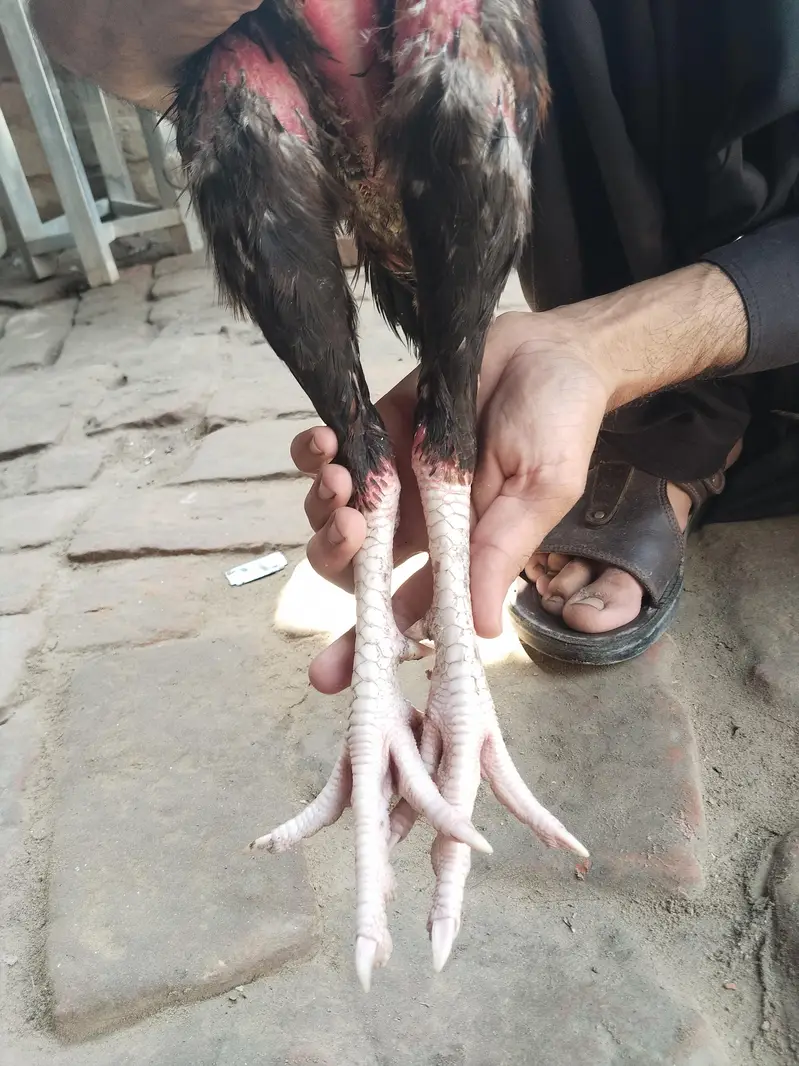 aseel morga / aseel hen / aseel morgi — photo 3