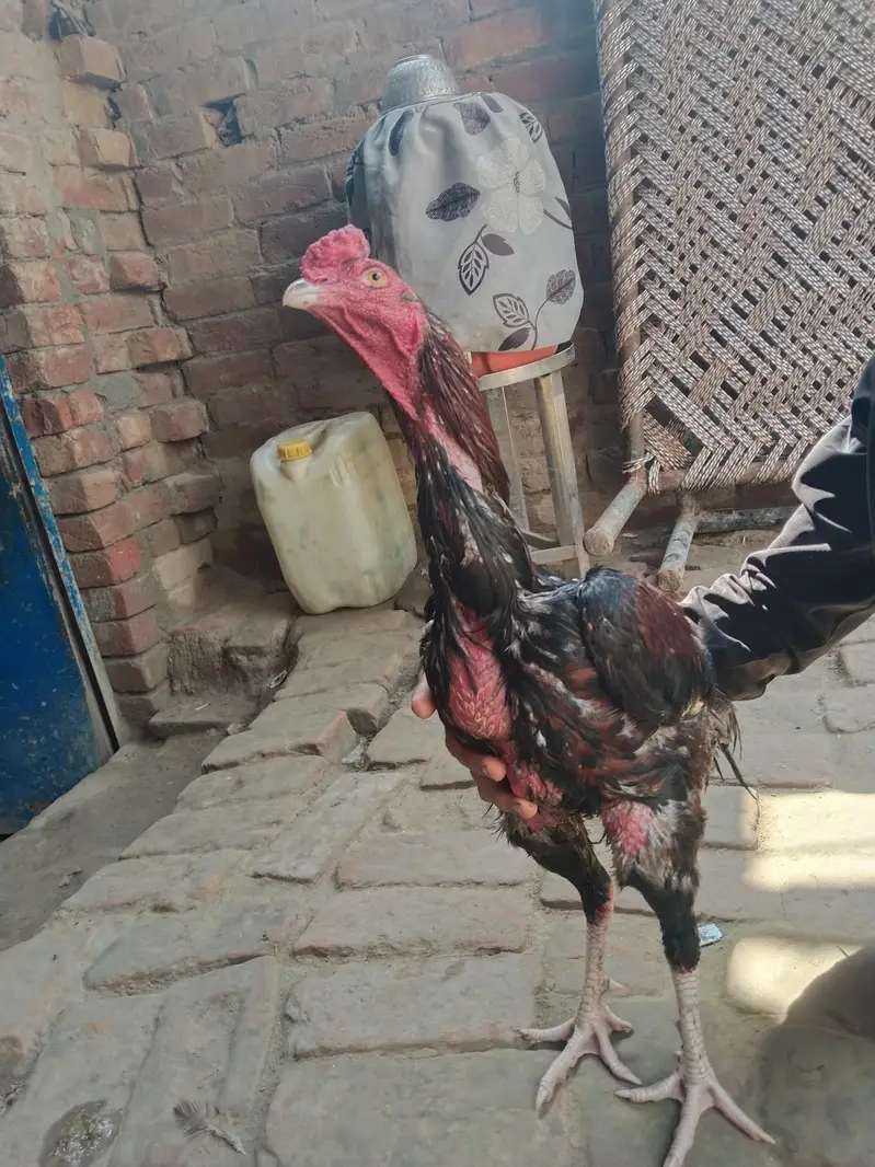 aseel morga / aseel hen / aseel morgi — photo 4