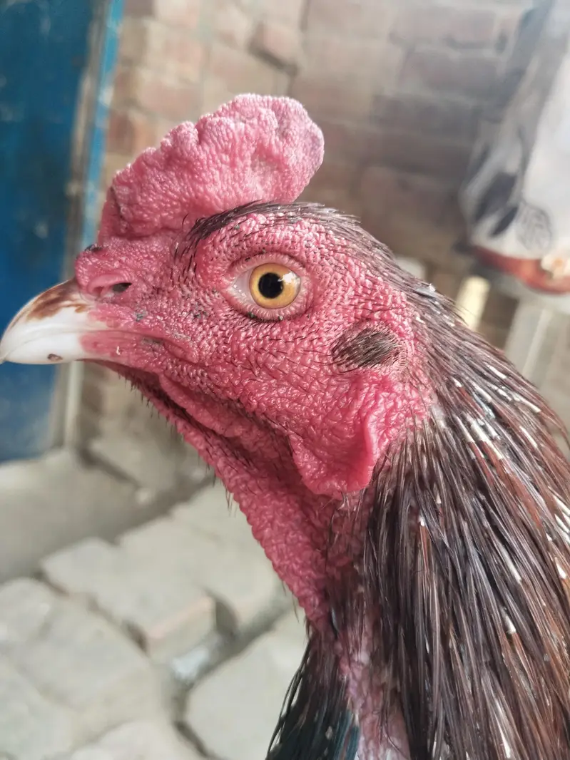 aseel morga / aseel hen / aseel morgi — photo 5