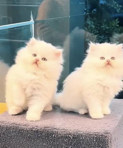 Persian kittens whatp ///0322 ///0396547///