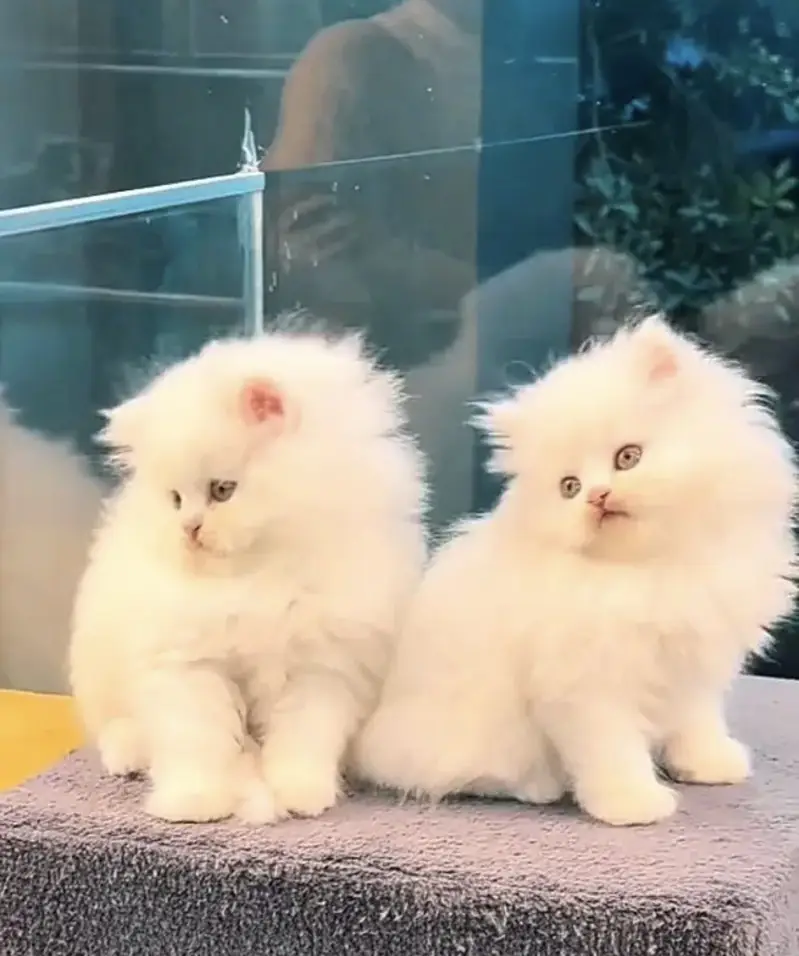 Persian kittens whatp ///0322 ///0396547/// — photo 2