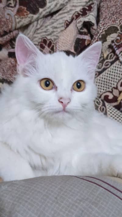 female cat active
