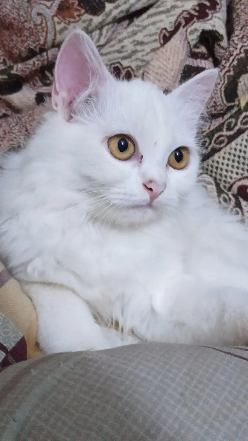 female cat active — photo 2