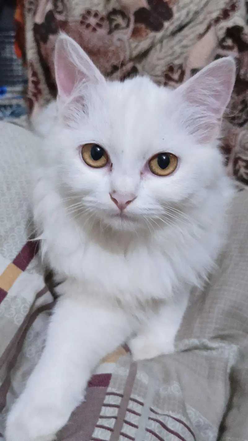 female cat active — photo 3