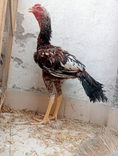 aseelmurga