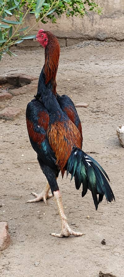 O Shamo pure breed