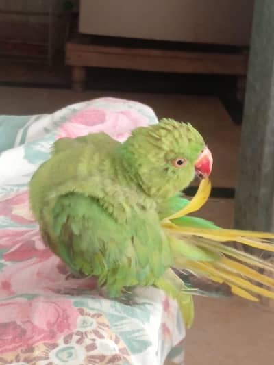 Green Parrot سبز طوطا