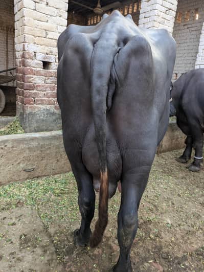 Neel Ravi buffalo