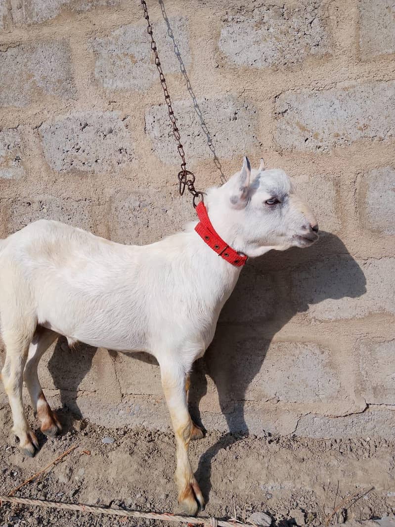 teddy Bakra 0