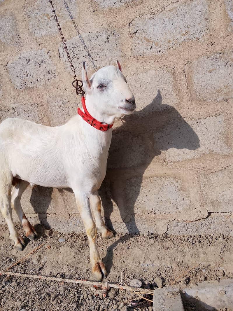 teddy Bakra 2