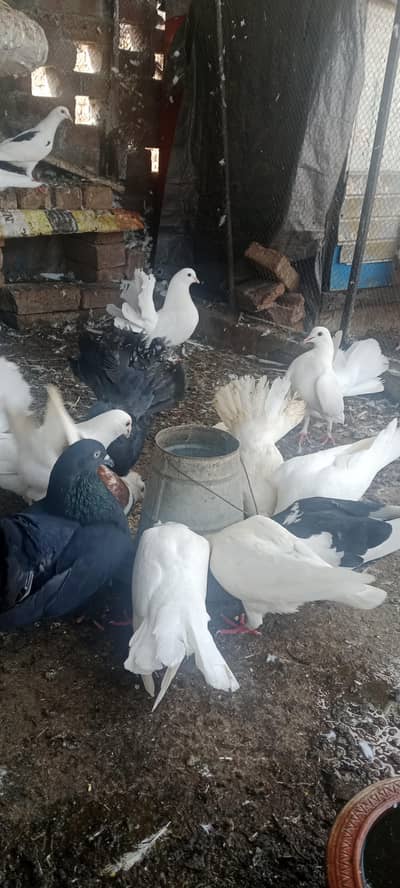 Pigeon pair