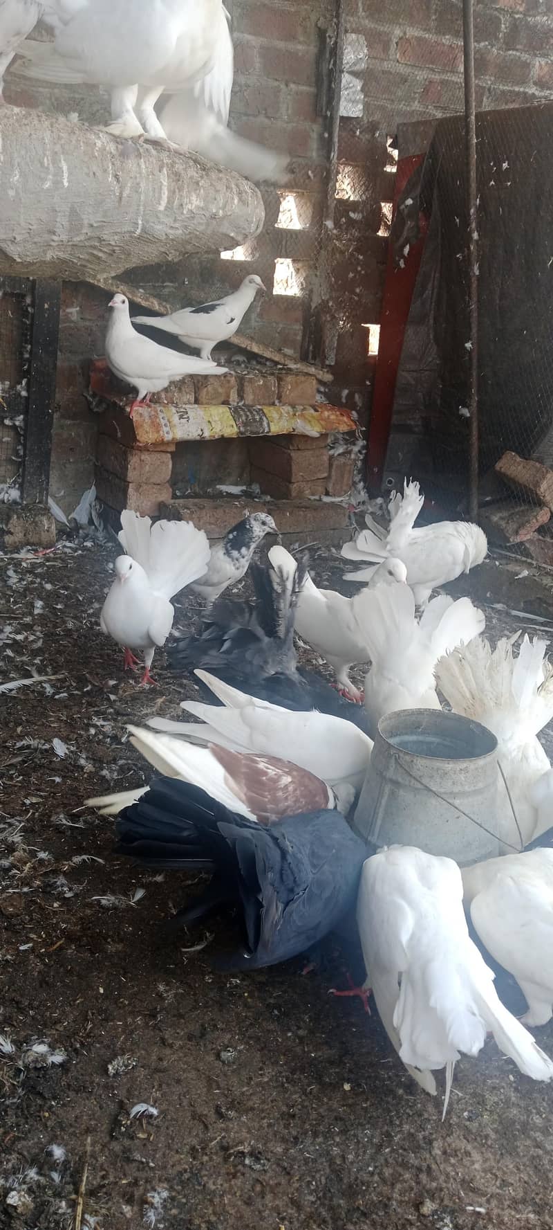 Pigeon pair 3