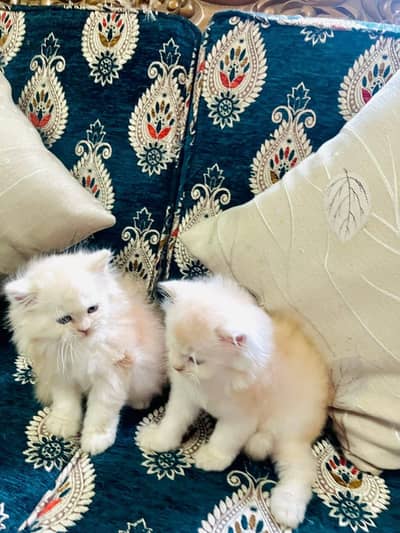 Persian kittens whatp ///0322 ///0396547///