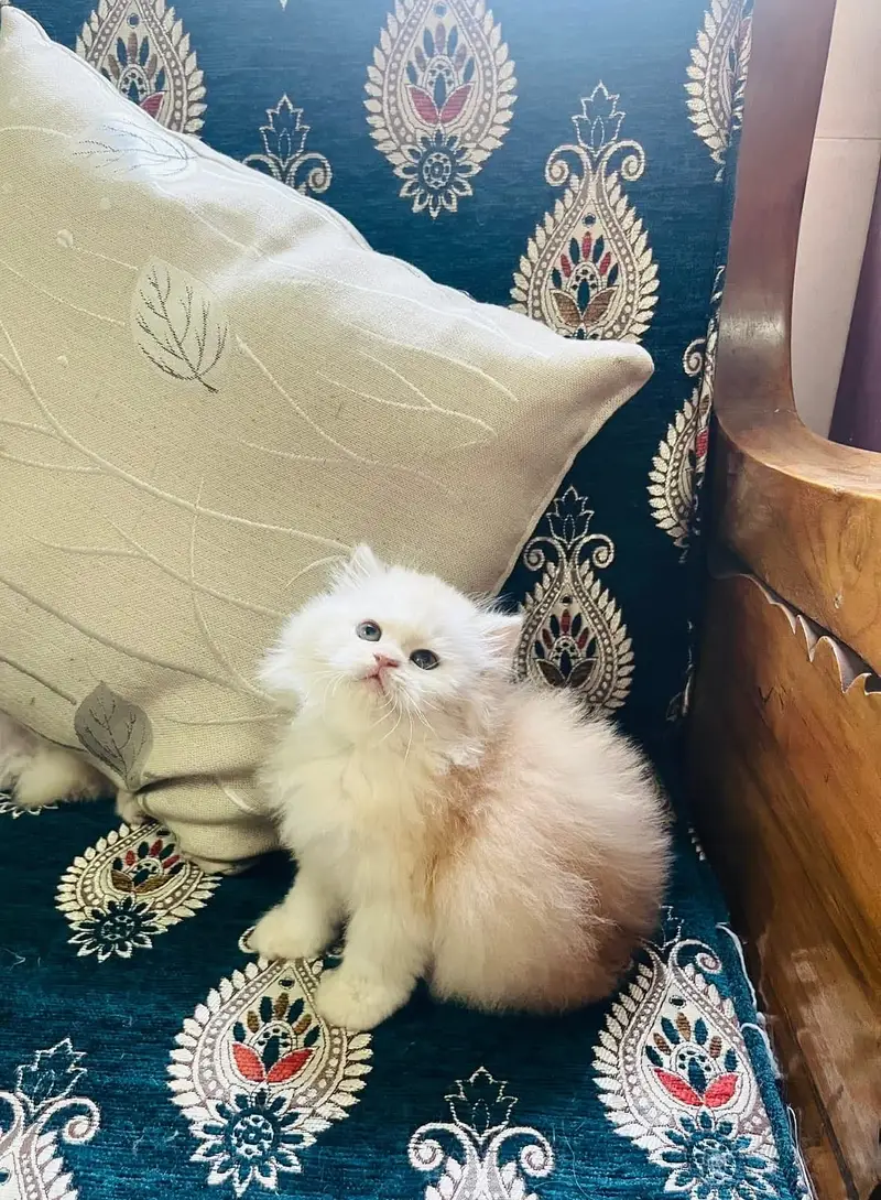 Persian kittens whatp ///0322 ///0396547/// — photo 2