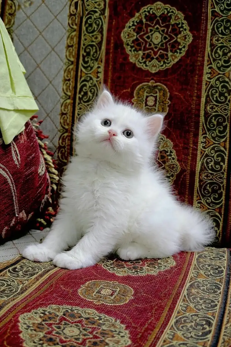 Persian kittens whatp ///0322 ///0396547///