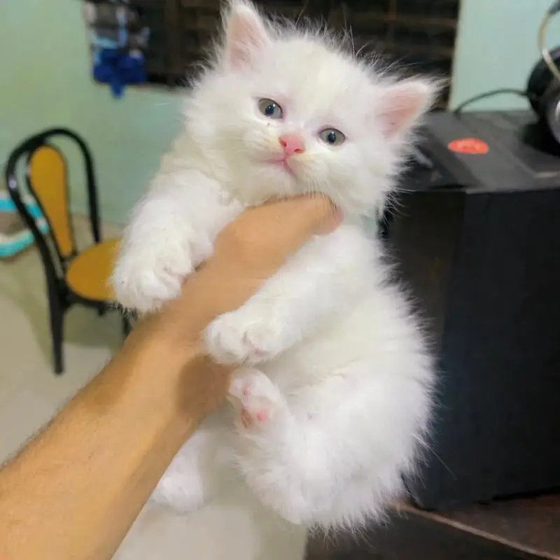Persian kittens whatp ///0322 ///0396547/// — photo 2