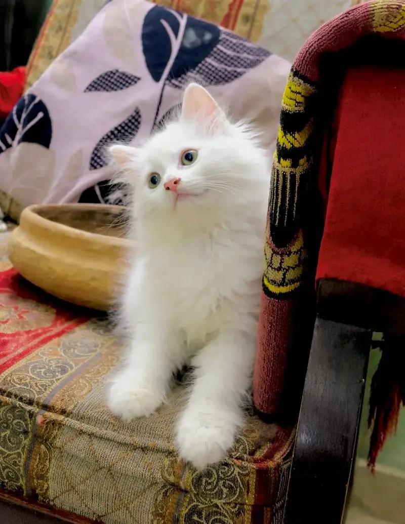 Persian kittens whatp ///0322 ///0396547/// — photo 3