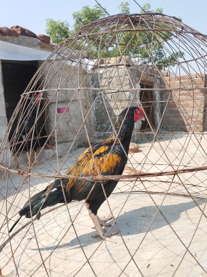 aseel murga — photo 2