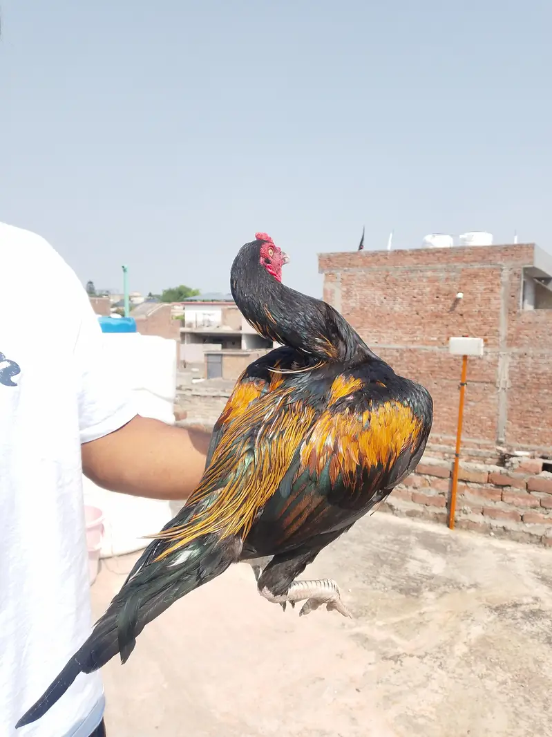 aseel murga — photo 3