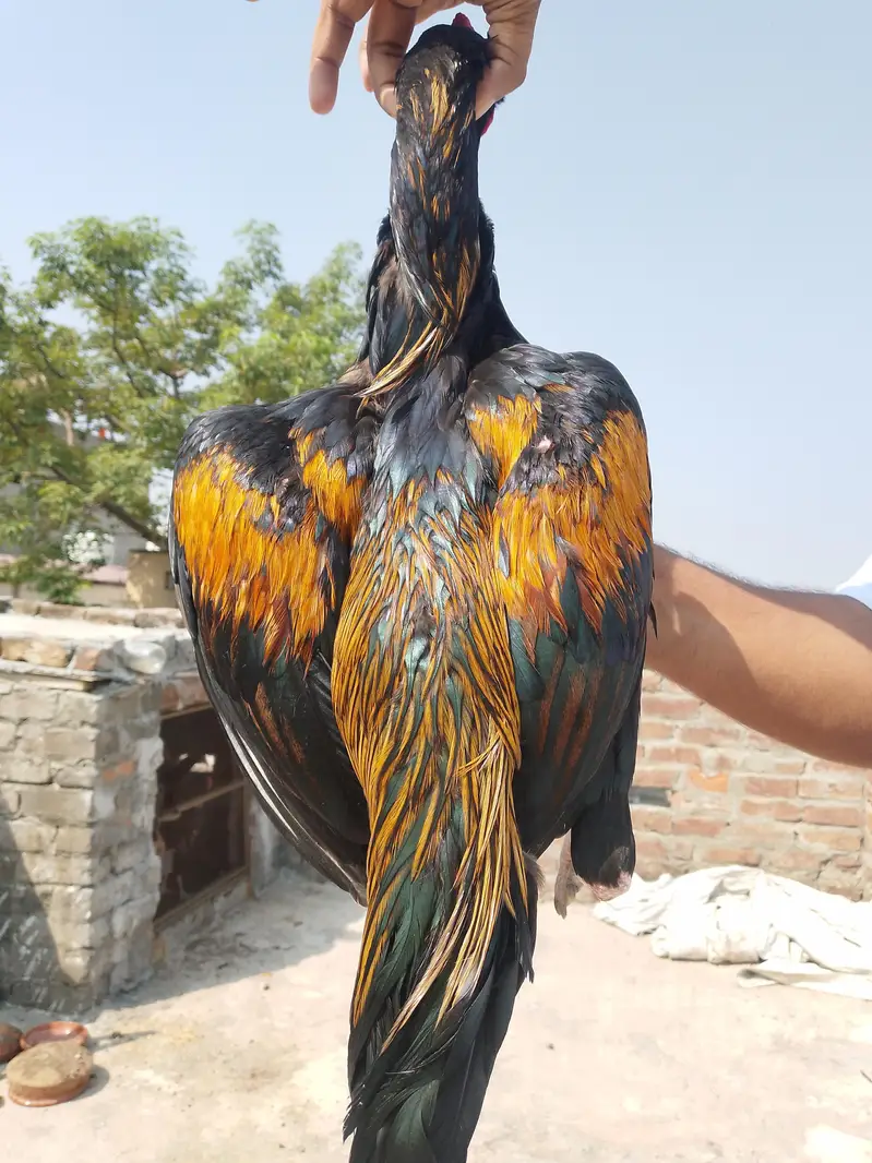 aseel murga — photo 4