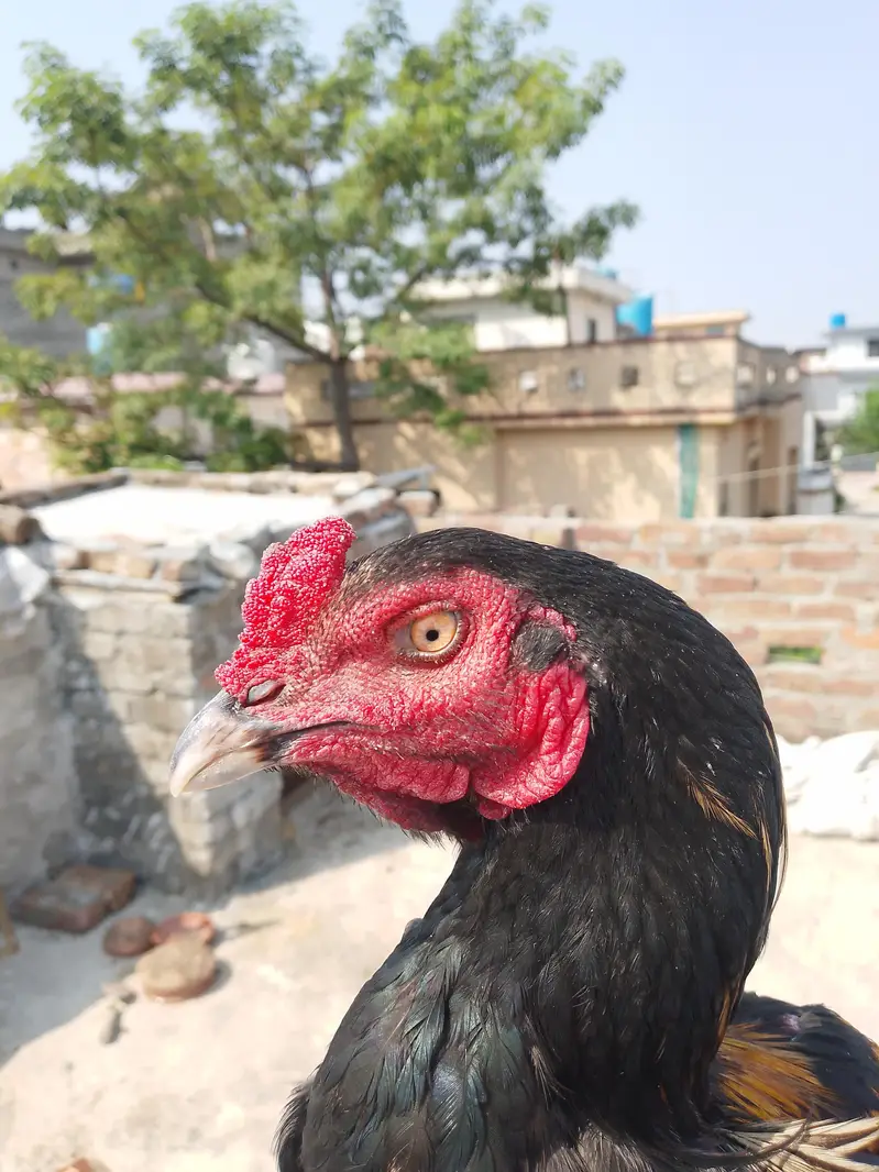 aseel murga — photo 5