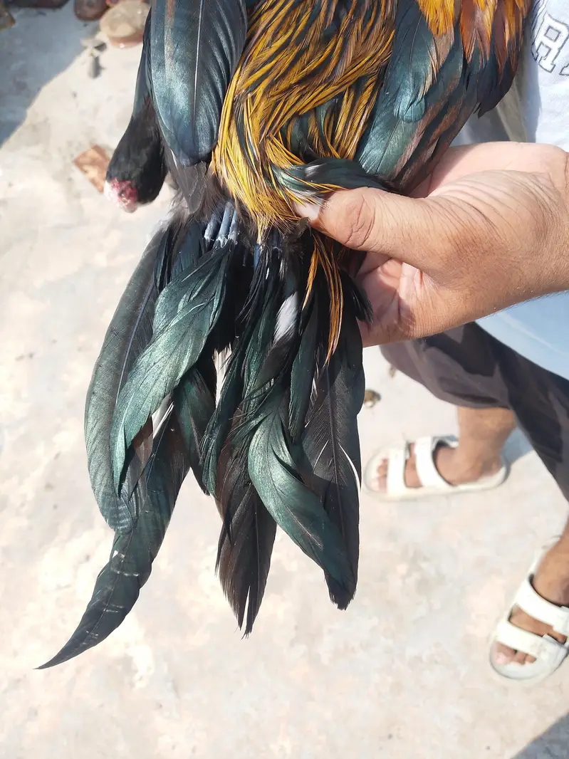 aseel murga — photo 8