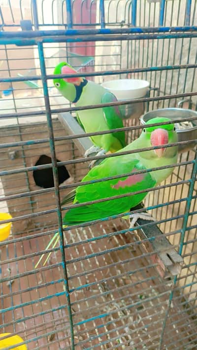Beautiful Green Raw Parrot Pair | Healthy & Active | For Sale