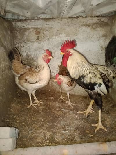 Pure Misri Dhandarvi breed