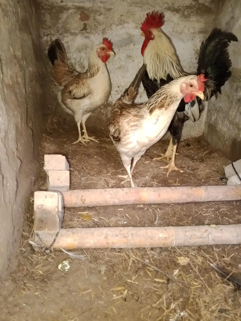 Pure Misri Dhandarvi breed — photo 2