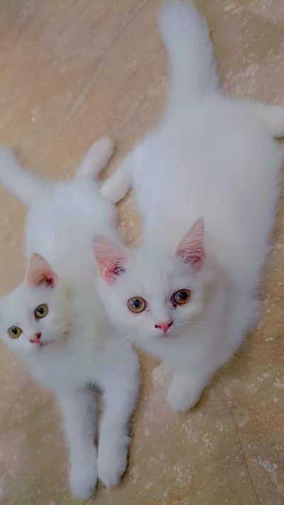 persian cats