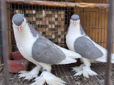 GERMAN SHERAZI BIG SIZE PURE BREEDER PAIR