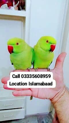 Single 5,500 Hand Tamed Green Ring Neck Parrots Male/Female