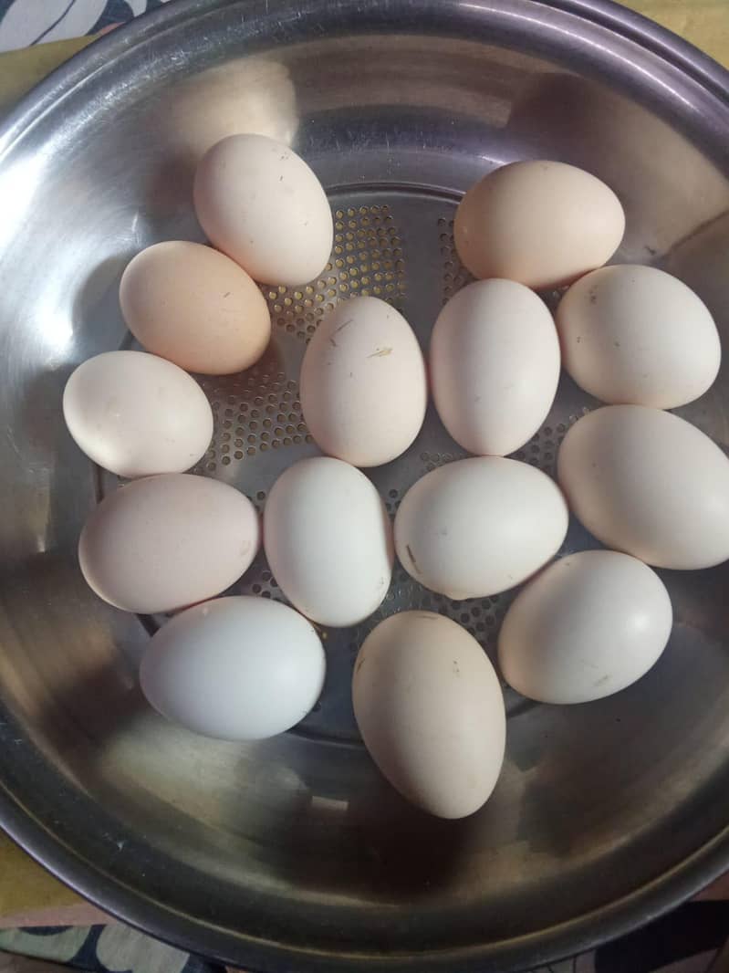 fresh eggs 0